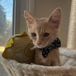 Meet your Posher, Laylah